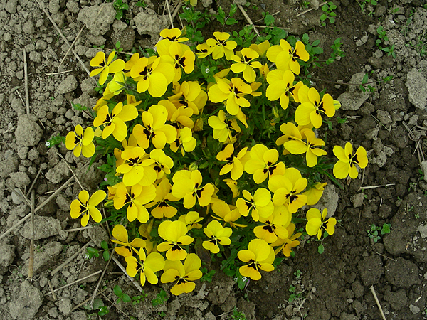 pansy in flower